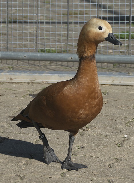 能选手
